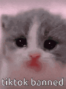a close up of a cat 's face with the words `` tiktok banned '' written below it .