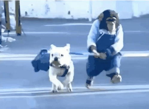 Monkey Dog GIF - Monkey Dog Funny GIFs