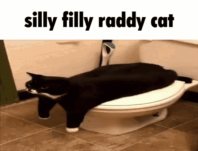 Silly Cat GIF - Silly Cat Toilet GIFs