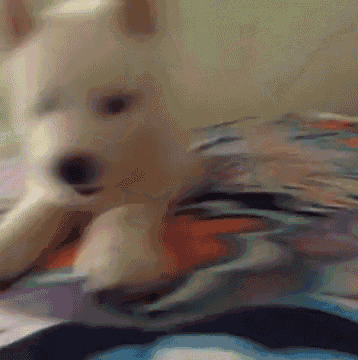Dog Husky GIF - Dog Husky Animal GIFs