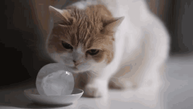 a brown and white cat is drinking water from a bowl on the floor .