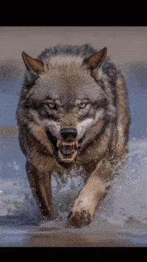 a wolf running through the water with its mouth open