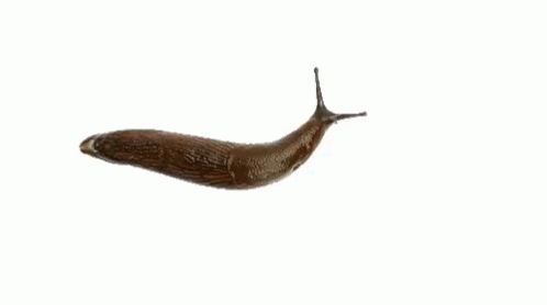 Slug Slow GIF - Slug Slow GIFs