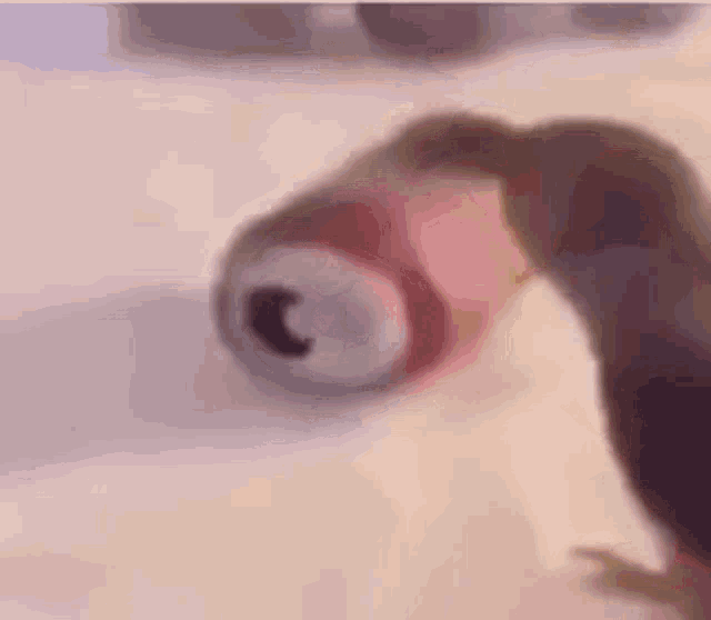 a close up of a person holding a can of soda on a table .