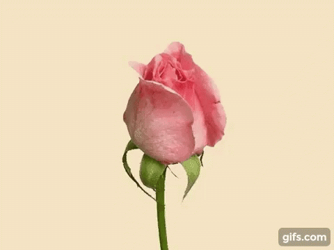 Provasbb Rose GIF - Provasbb Rose GIFs