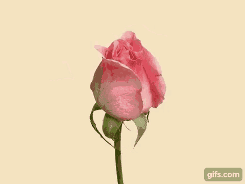 a man in a blue shirt is in a pink rose with the words hoje tem prova written above him