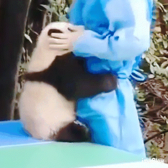 a person in a blue coat holds a panda bear