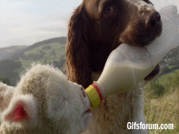 Dog Feeding A Lamb Milk From A Bottle GIF - Lamb Cute Milk GIFs