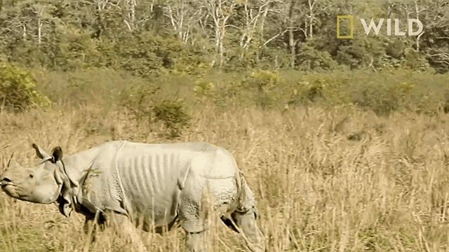 Running Protecting Rhinos In Kaziranga National Park GIF