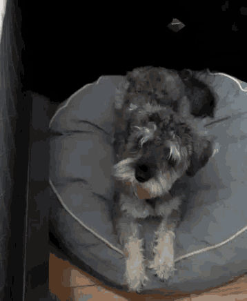 a small dog laying on a dog bed looking at the camera