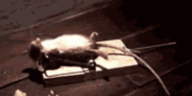 Mouse GIF Mouse Discover Share GIFs