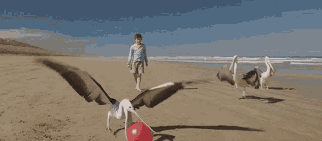 a boy stands on a beach with birds flying around him