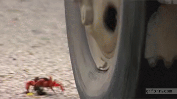Crab Almost GIF - Crab Almost Getting GIFs