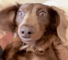 a close up of a dachshund 's face with a surprised look on his face .