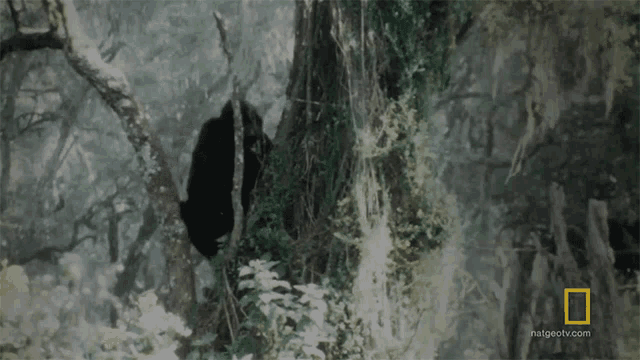 Looking Gaining The Trust Of The Gorillas GIF - Looking Gaining The Trust Of The Gorillas World Gorilla Day GIFs