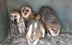 Owls Squad GIF - Owls Squad Weird GIFs