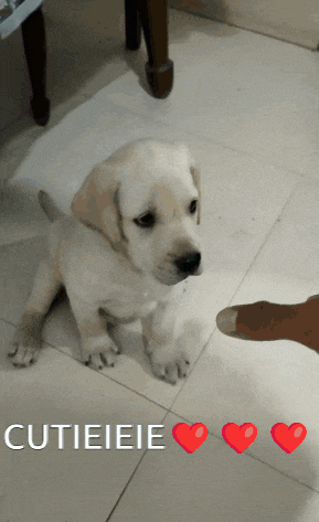 a puppy is sitting on a tiled floor with cutieieie written above it