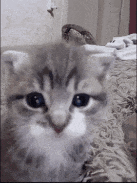 Sad Cat Car GIF - Sad Cat Car Silly Cat GIFs