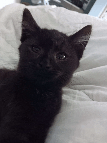 a black kitten is laying on a white blanket and looking at the camera