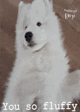 a fluffy white dog with the words you so fluffy written below it