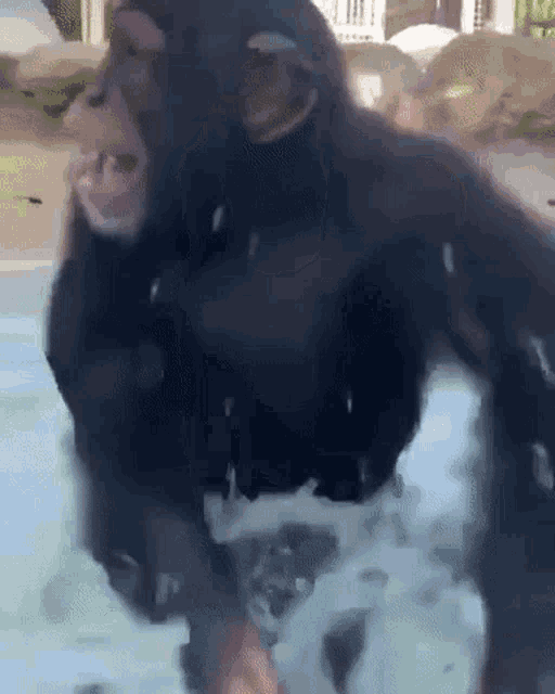 a chimpanzee is standing in a pool of water with foam coming out of its mouth .