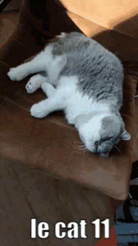 Le Cat Cat GIF - Le Cat Cat GIFs