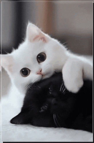 a black and white cat laying on top of each other
