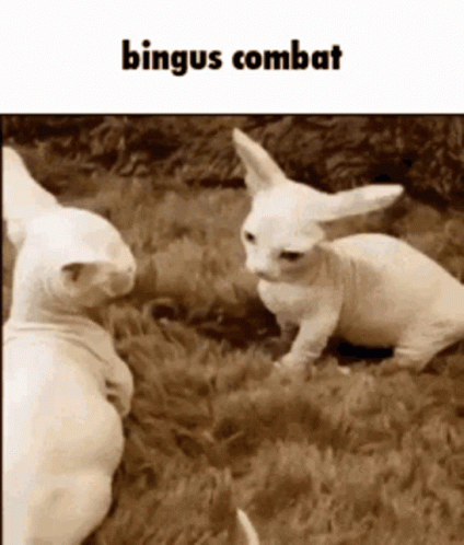 Binguscombat GIF - Binguscombat Bingus GIFs