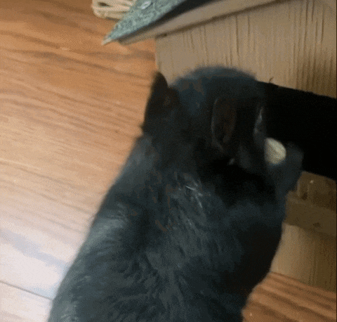 a black cat is laying on a wooden floor looking at the camera .