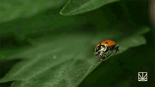 Weed Plant Ladybugs GIF - Weed Plant Ladybugs GIFs