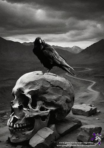 a black and white photo of a skull with a bird on it