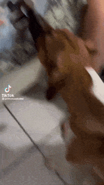 a tik tok video of a dog playing with a person