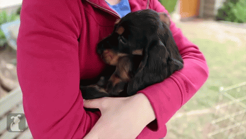 Cuddle With A Floppy English Springer Spaniel Puppy GIF - Cute Puppy Dog GIFs