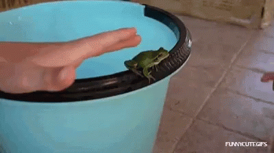 Funny Animals Frogs GIF - Funny Animals Frogs Baby GIFs