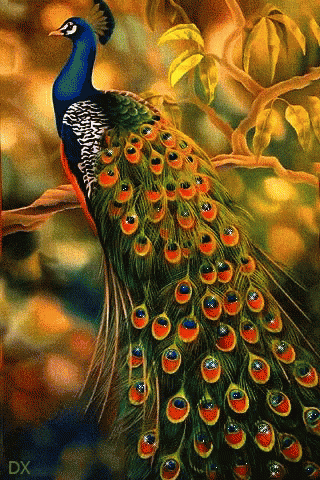 Peacock GIF - Peacock GIFs