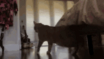 a cat is standing on a wooden floor in a living room