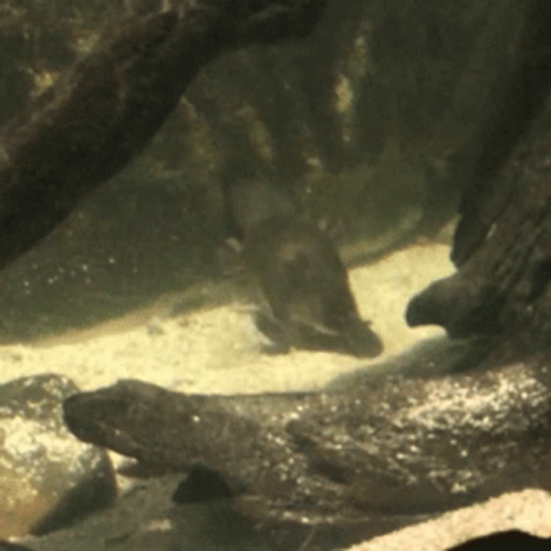 Platypus Swimming GIF - Platypus Swimming River GIFs