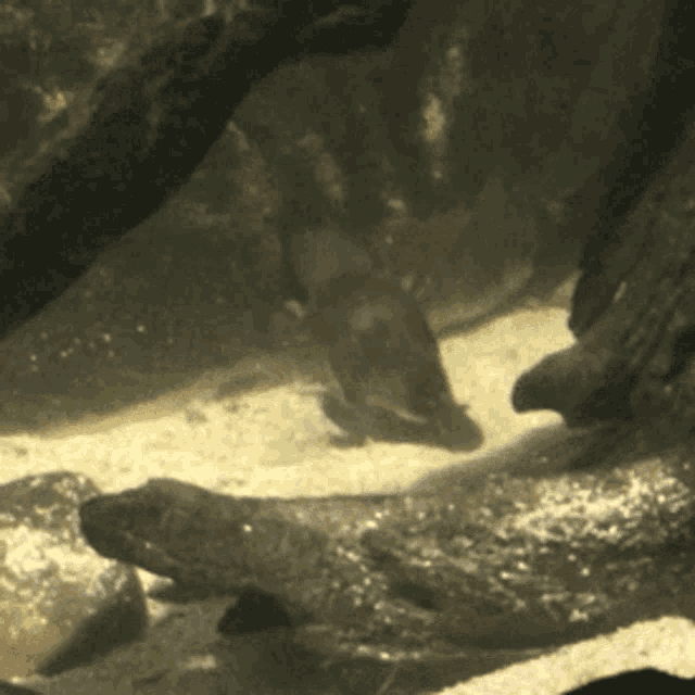 a close up of a fish in a tank