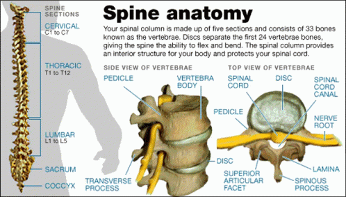 Spine Anatomy GIF - Spine Anatomy Back GIFs