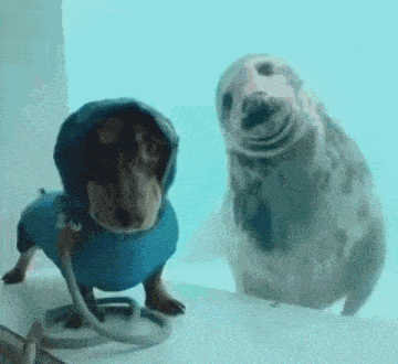Seal Sausage Dog GIF - Seal Sausage Dog Homies GIFs