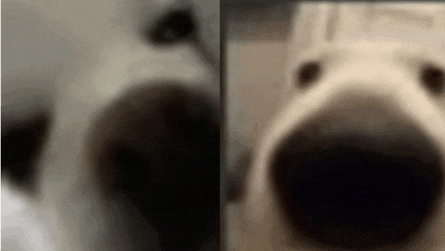 a close up of a dog 's nose and a close up of a dog 's face