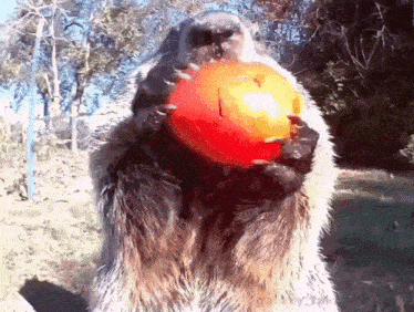 a squirrel is eating a red ball with its claws