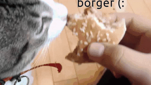 Burger Cat Only Me Can Find GIF - Burger Cat Only Me Can Find Borgor GIFs