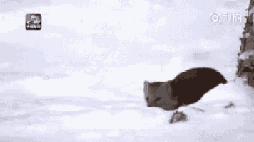 a squirrel is standing in the snow near a tree .