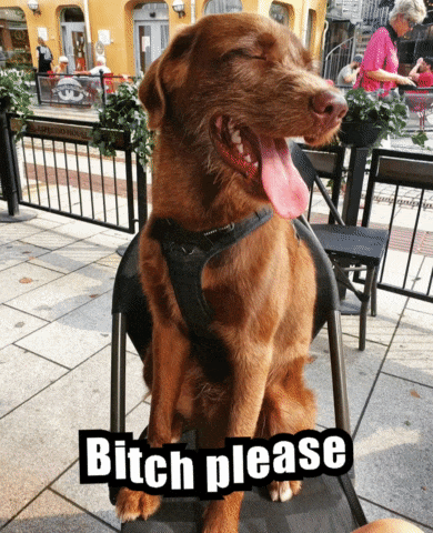 a brown dog is sitting in a chair with its tongue hanging out and the words bitch please written below it