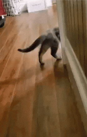 a cat is walking along a wooden floor .