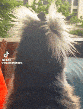 a tiktok video of a dog with a very long hair