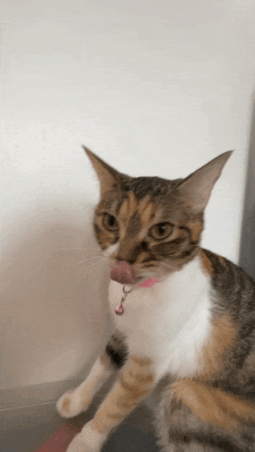 a cat with a pink collar is licking its lips