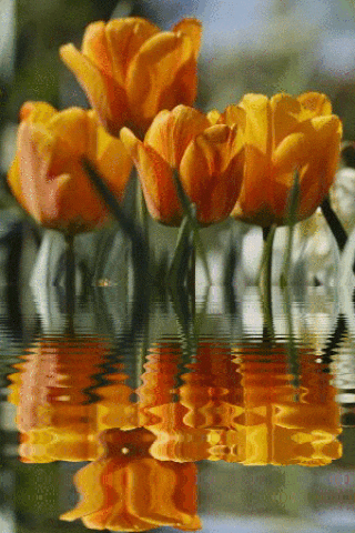 a bunch of orange flowers are floating in the water