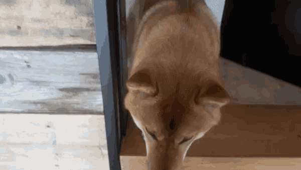 a brown dog standing on a wooden floor